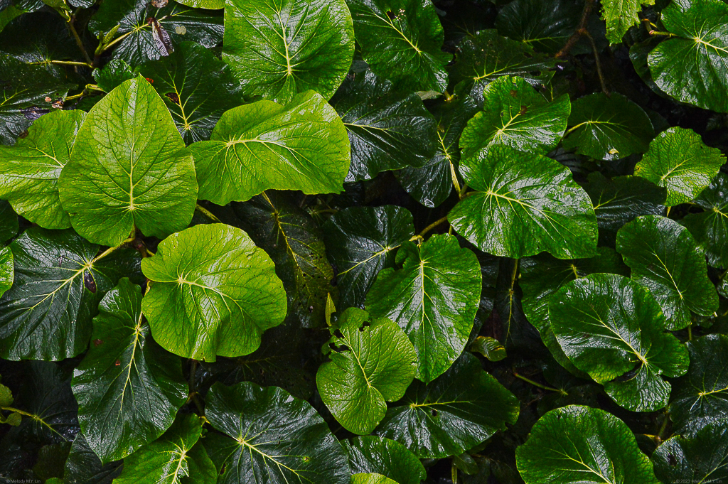 pattern of large plant leaves