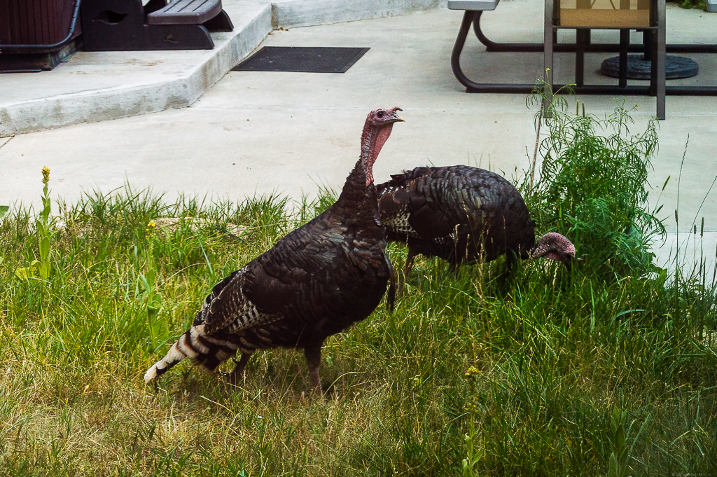 Two turkeys in the grass