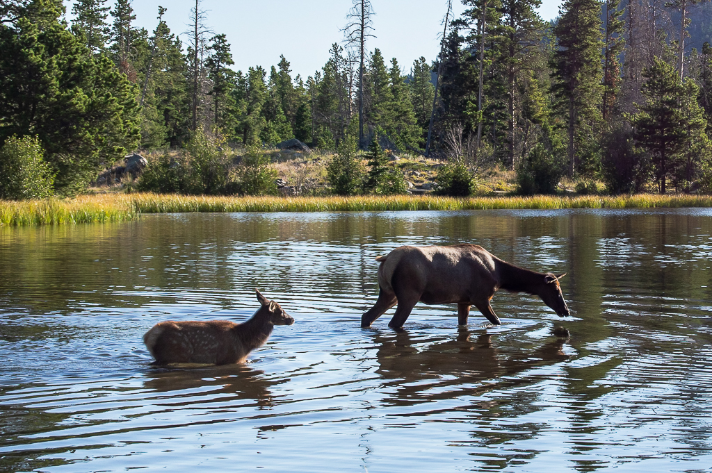 Elk mom and calf wading in the lake