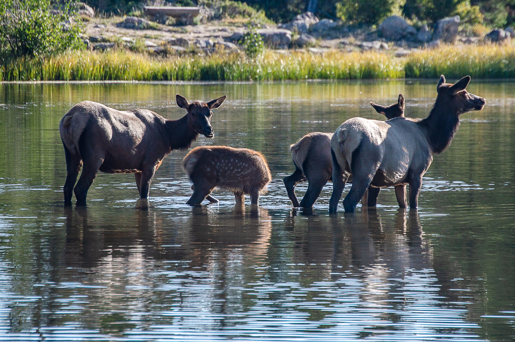 Two elk cows and two calves
