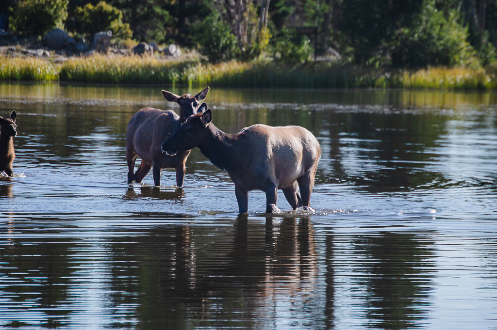 Two elk cows standing in the lake