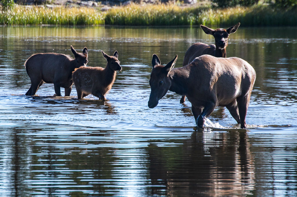 A train of elk wading through the lake