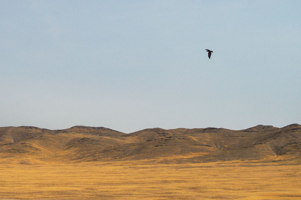 Golden eagle in flight over the desert