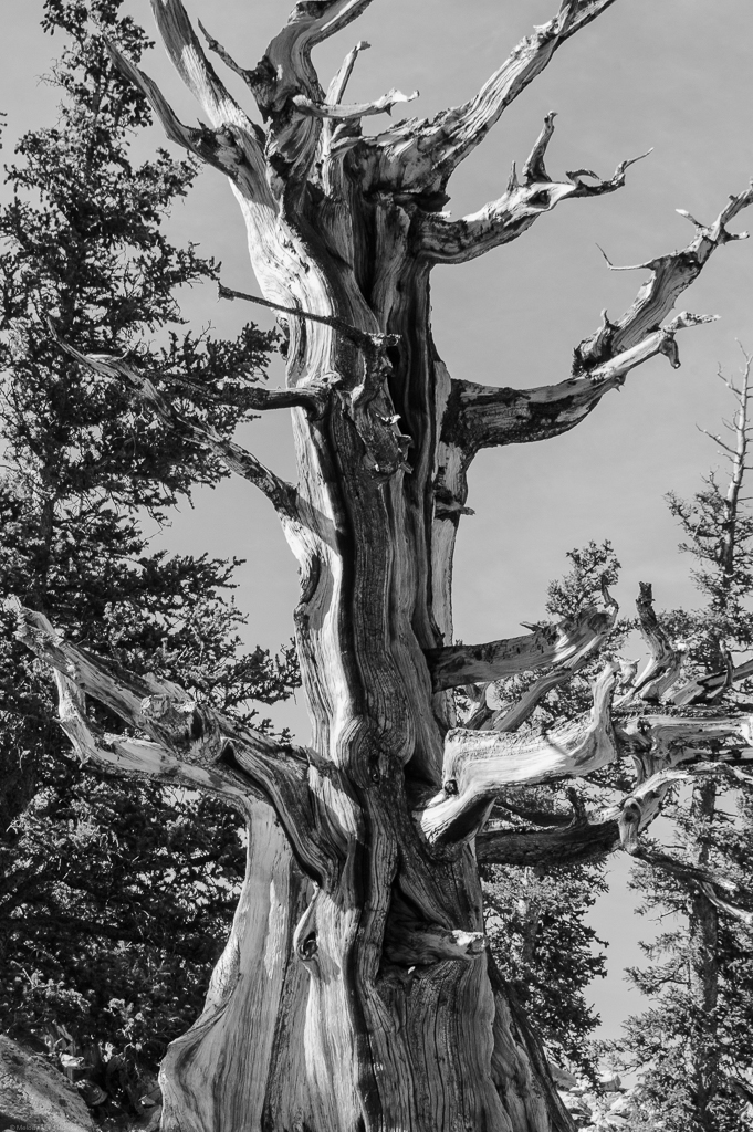 A weathered bristlecone pine