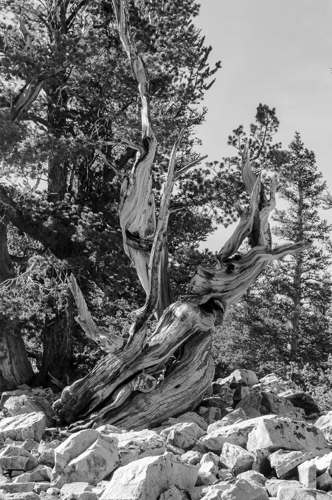 A gnarled and twisted bristlecone