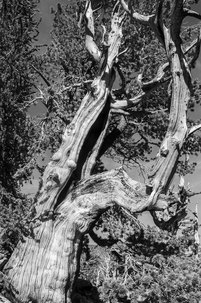 A younger bristlecone with needles