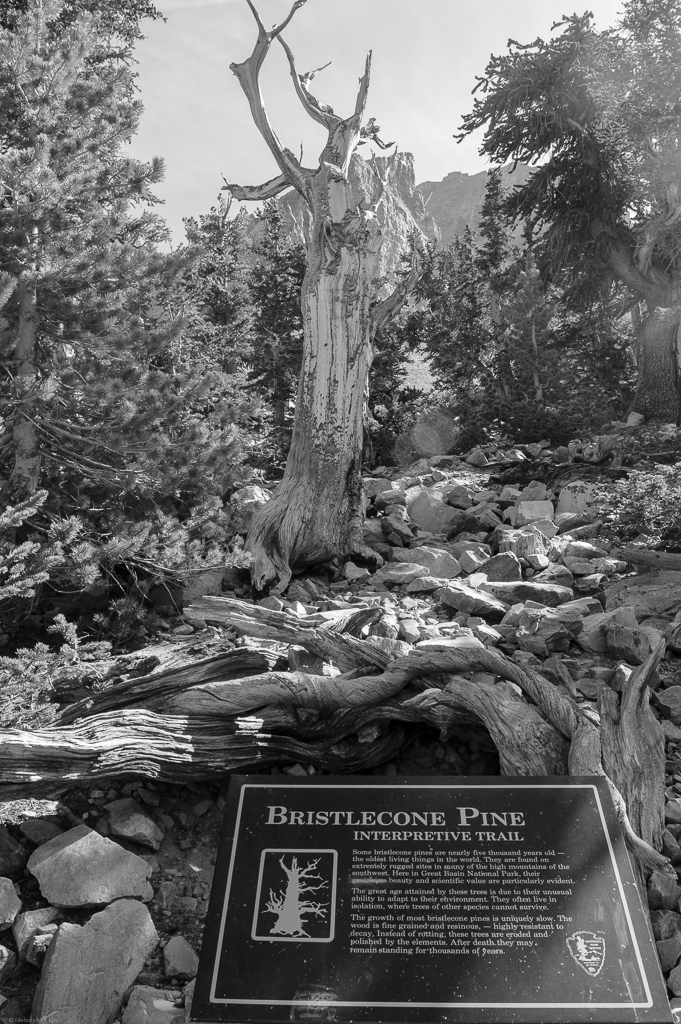 A sign for the bristlecone pine interpretive trail