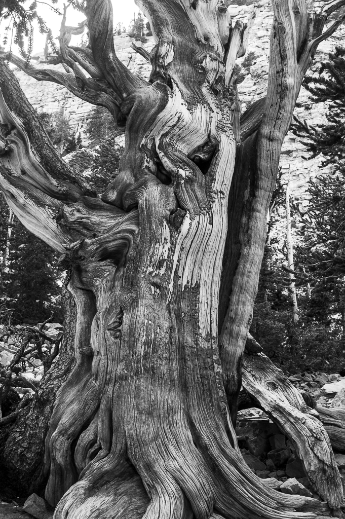 The thick trunk of an old bristlecone pine