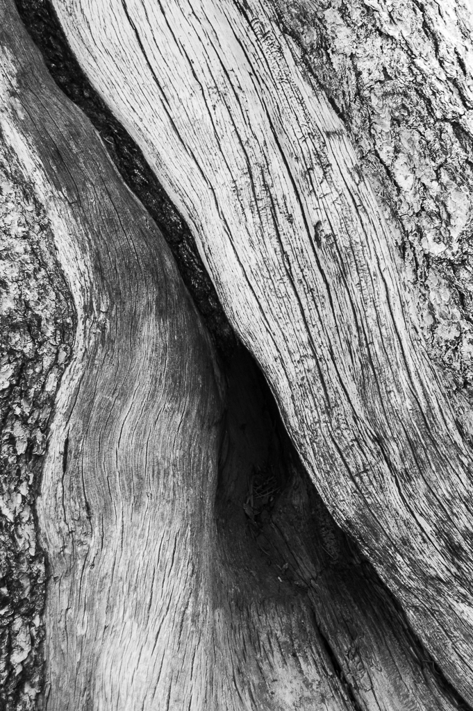 A close up of the textures on the tree trunk