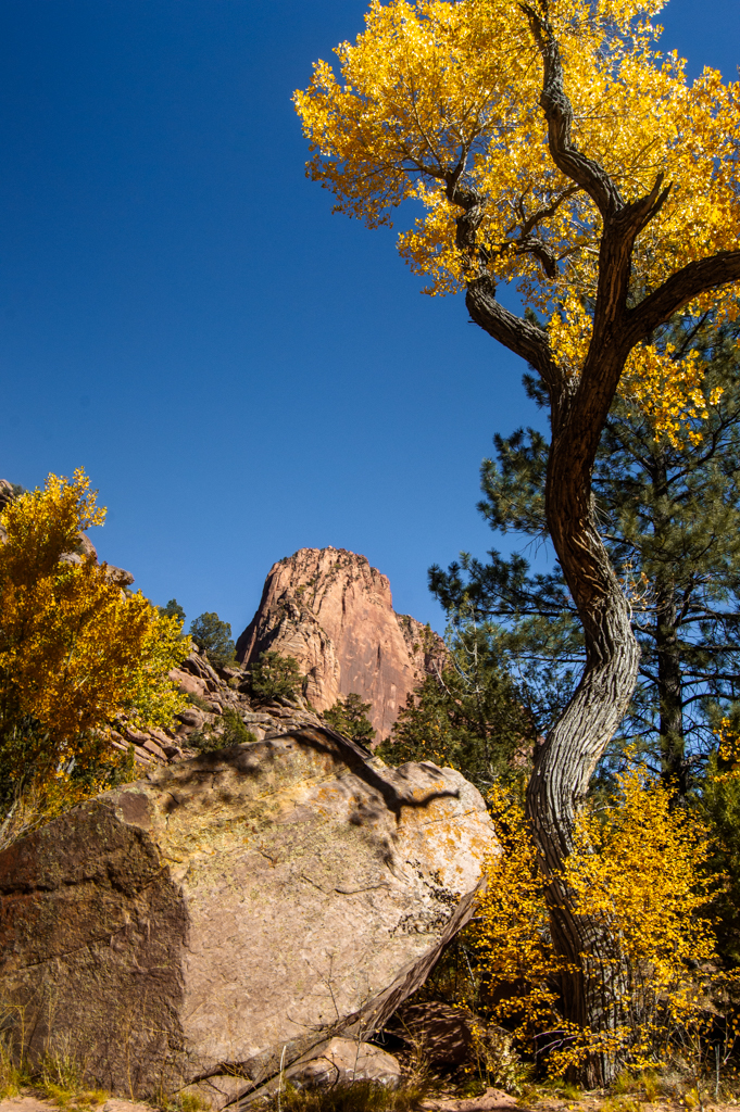 A cottonwood tree in covered in golden leaves, with Pariah Point in the background
