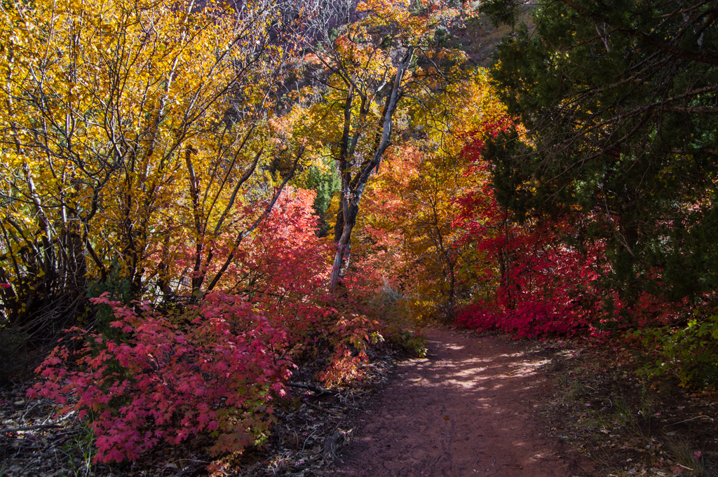 The trail cutting through the forest. Trees are in all variations of fall colors.