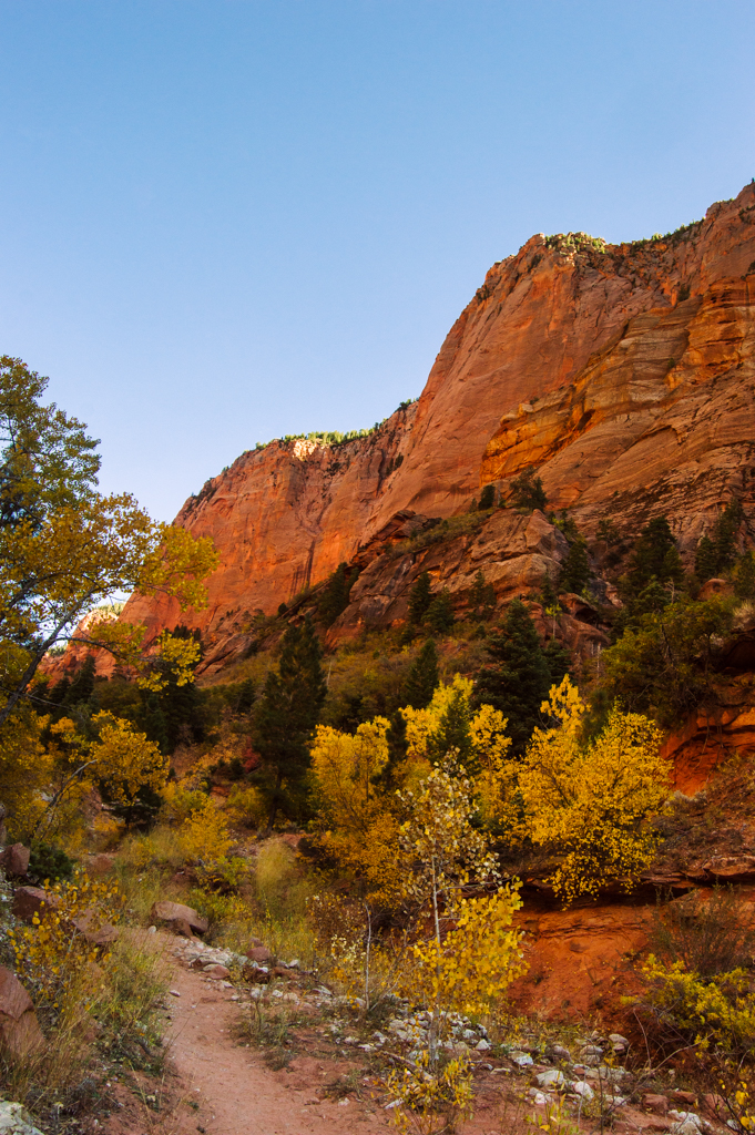 Canyon walls are in orange hue from setting sun. Golden birch trees line path.