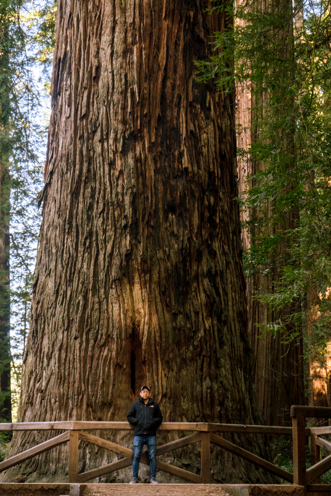 D for scale against the 300-ft tall redwood