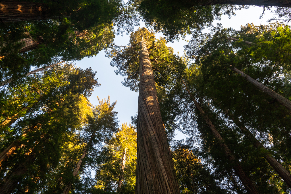 shot from bottom up of a grove of coastal redwoods