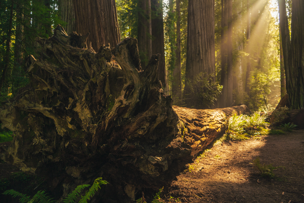 A golden hour spotlight on a fallen redwood