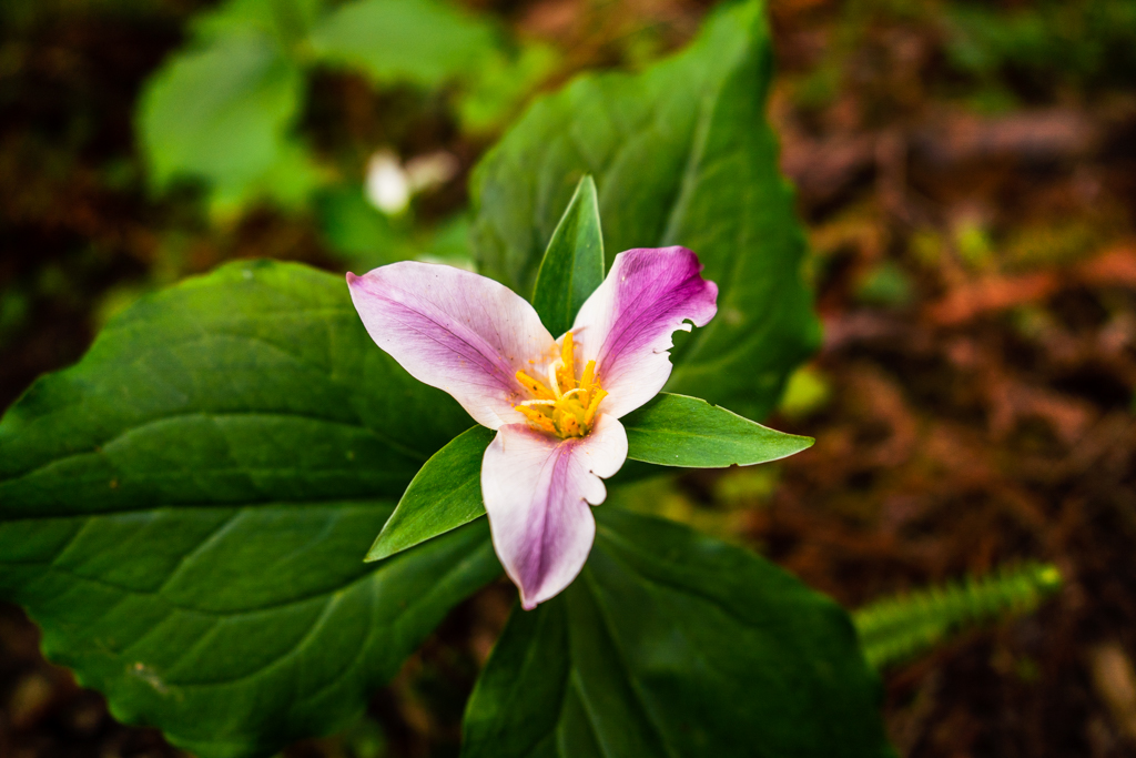 A Pacific trillium flower with pink streaks down the middle of white petals