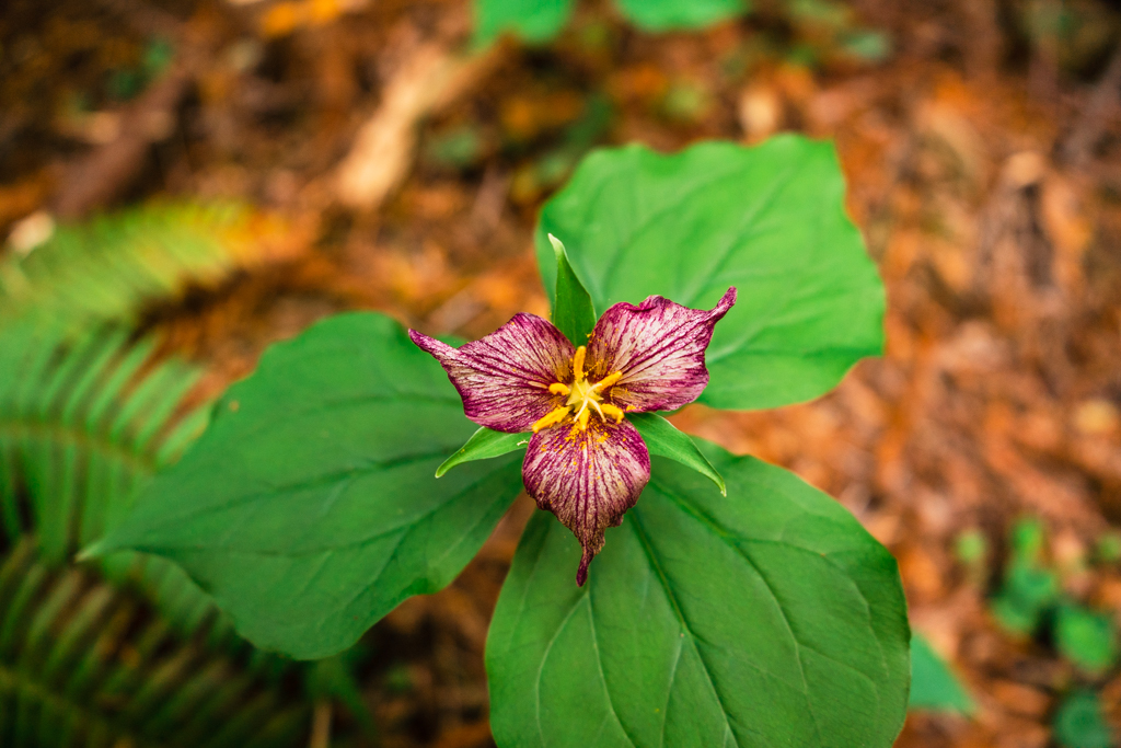 A Pacific trillium flower with magenta veins and white petals