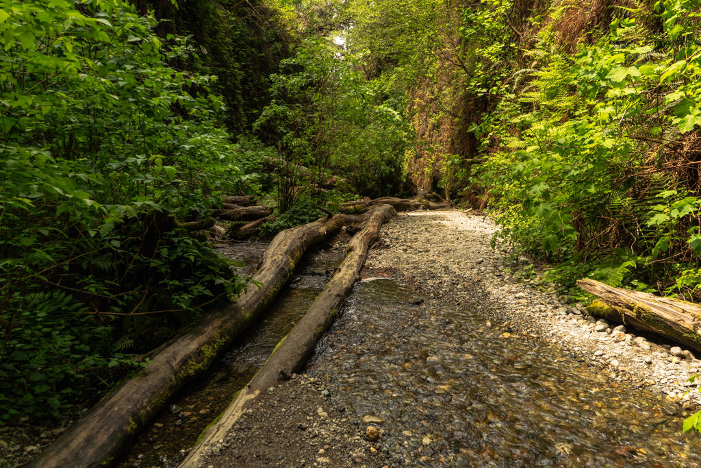 Fallen trees that span the length of a section of Fern Canyon