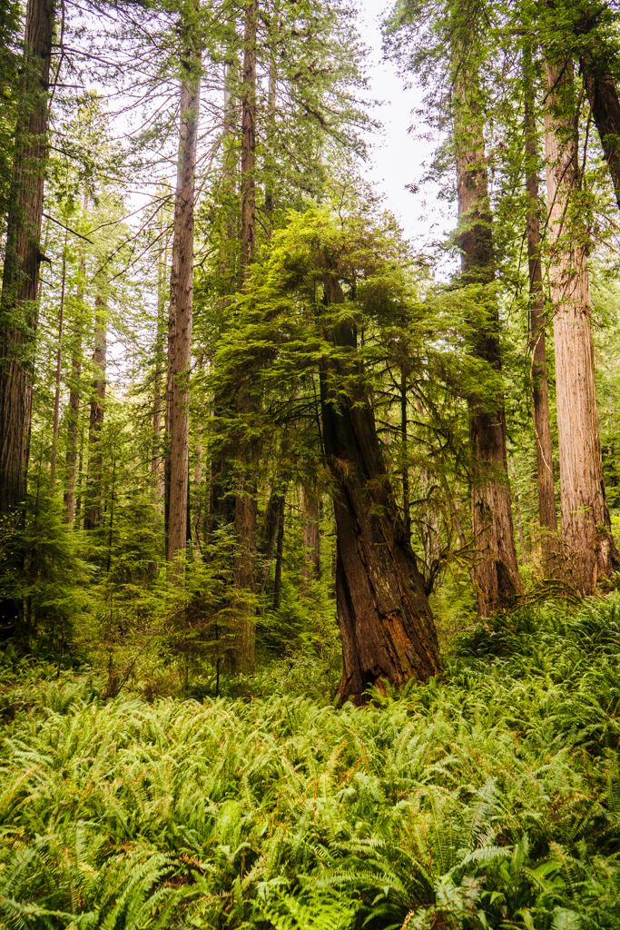 A girthy redwood rising from a meadow of ferns