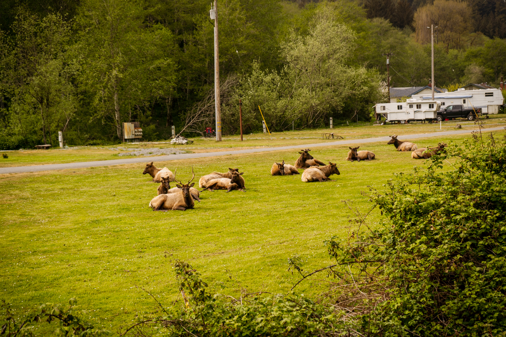 Some elk hanging out at a trailer park