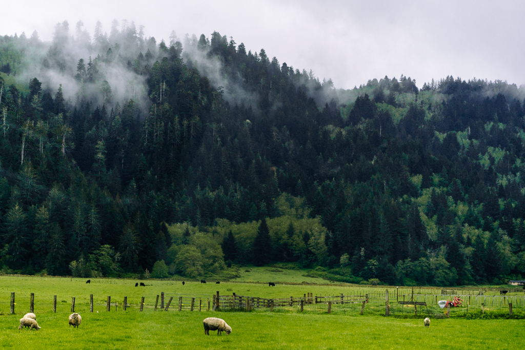 Sheep grazing with forested hills in the backdrop