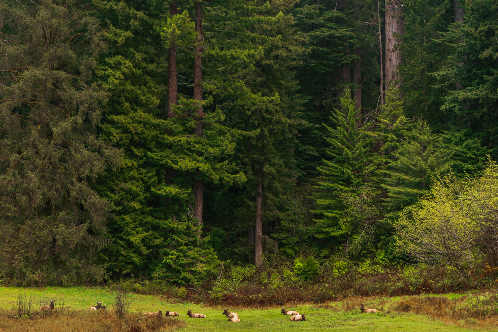 Landscape of the elk herd and the redwoods as backdrop
