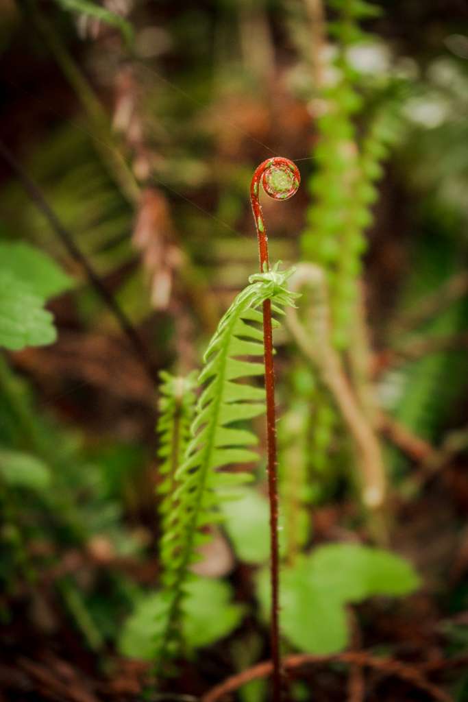 A baby fiddlehead about to unfurl