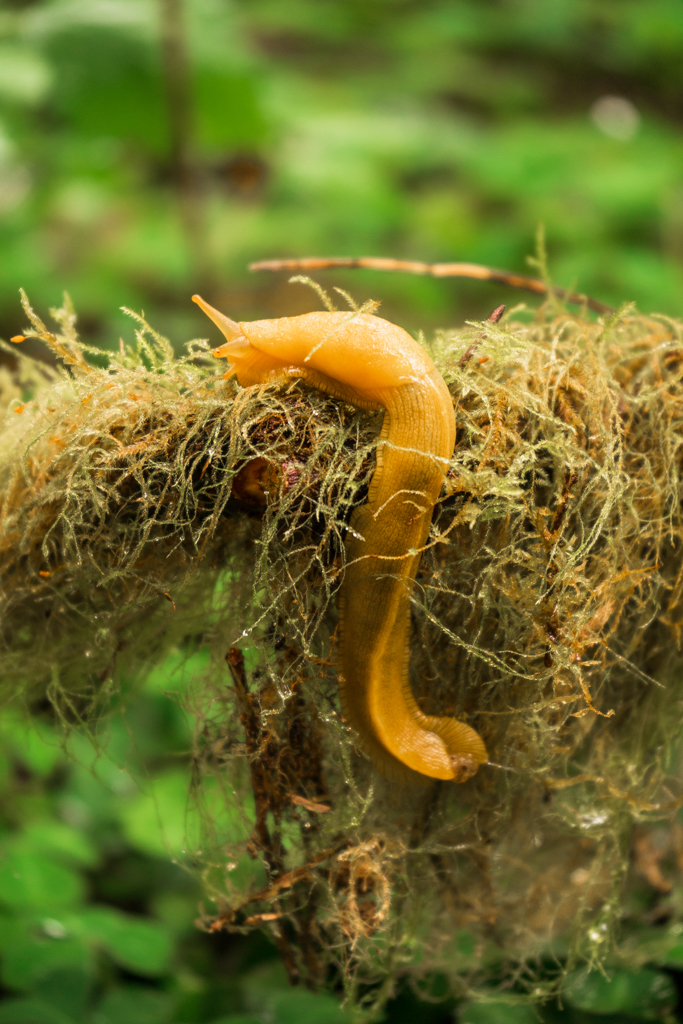 A fat and squishy banana slug climbing the moss