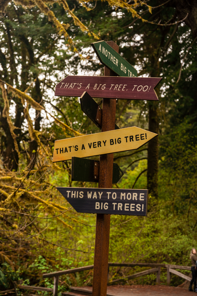 All signs point to big trees