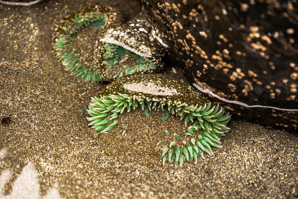 Green sea anemones -- they can grow up to 10 inches in diameter and live over 100 years!