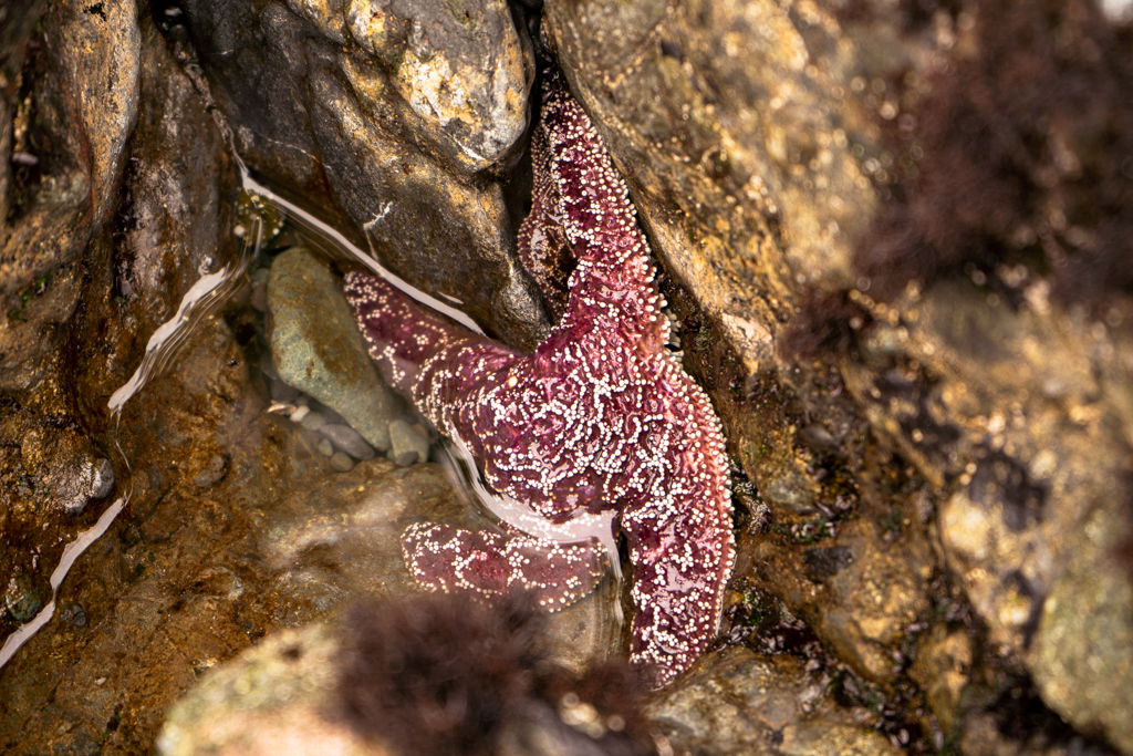 A small purple starfish in the rocks