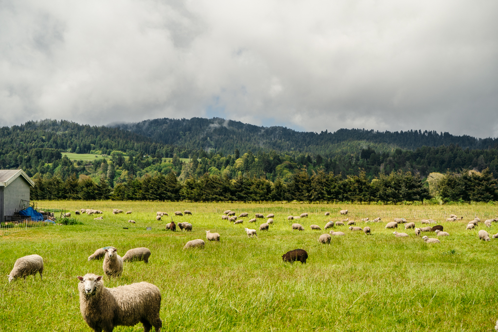A flock of sheep grazing in the lush pasture