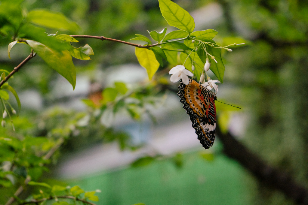 A butterfly hangs from a flower