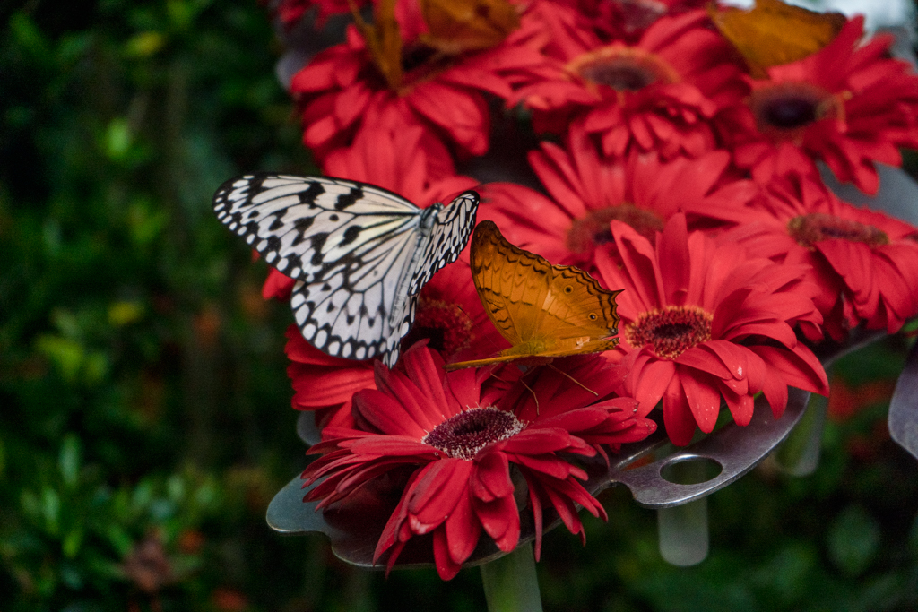 Butterflies sipping nectar from flowers