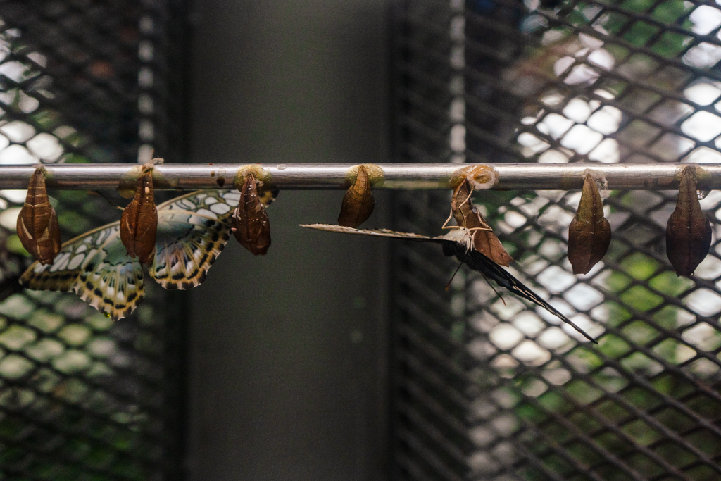 Butterflies hatching from chrysallises