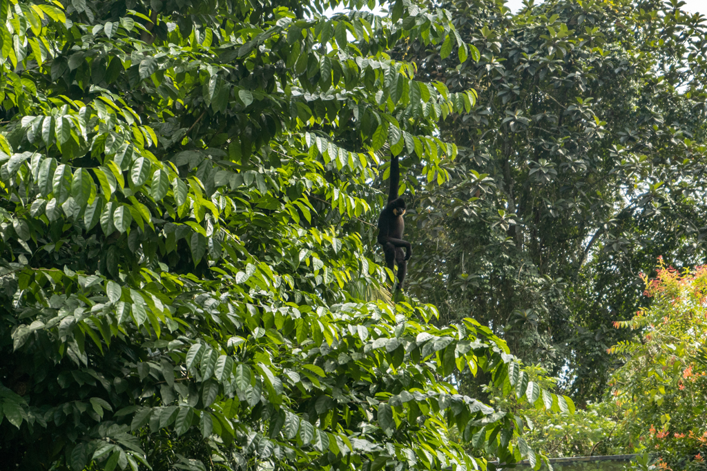 A langur casually hanging off the tree with one arm