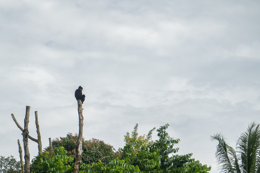 Do you think there are monkeys that are afraid of heights?