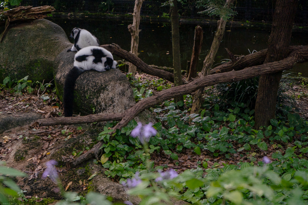 A couple of sifaka lemurs napping -- anyone remember Zaboomafoo?