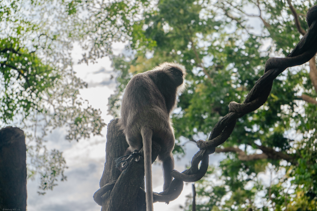 A wild, i.e. not zoo resident, langur hanging out