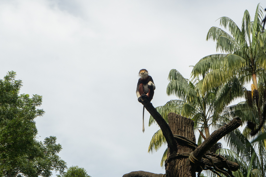 Really liked the fashion style of this monkey