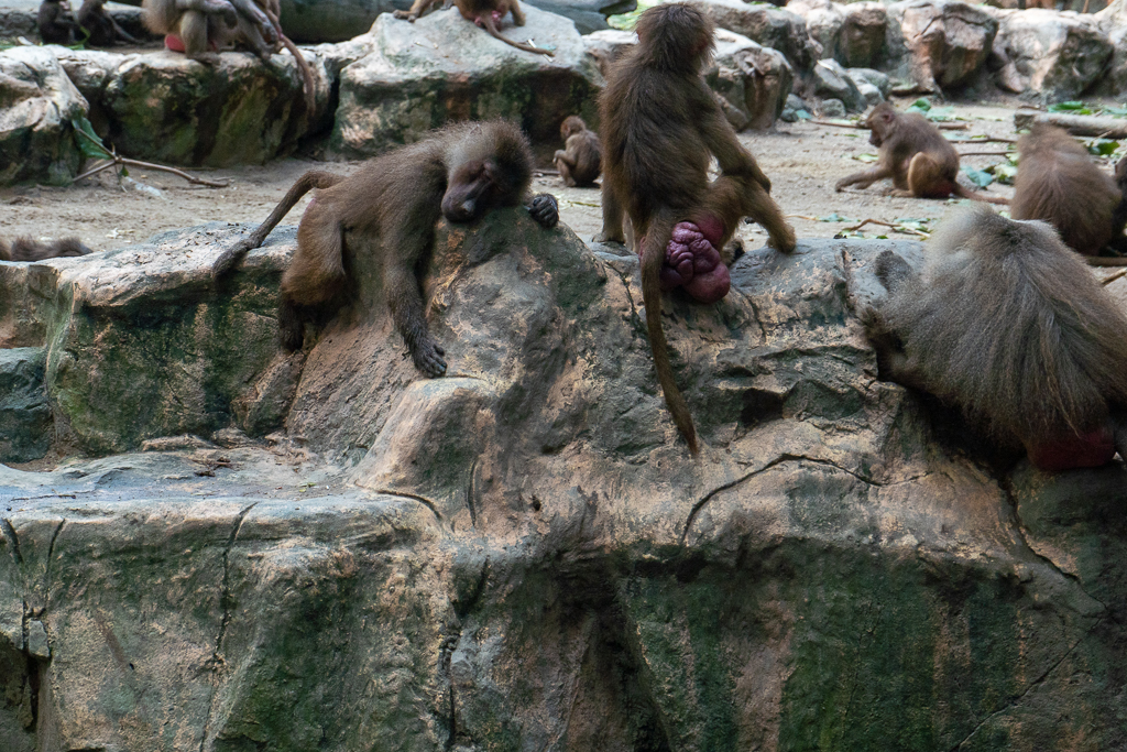 The baboon's butt is just extraordinary