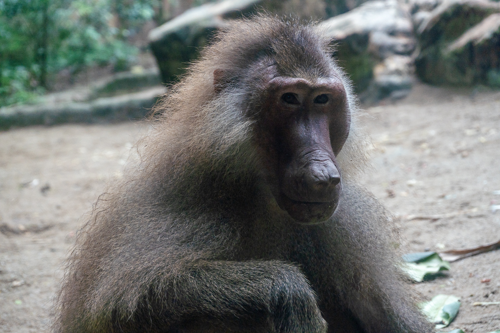 Portrait of baboon