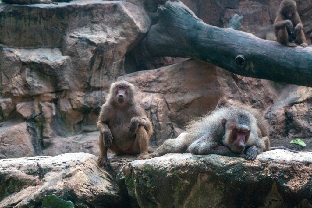 A couple of baboons taking an afternoon nap