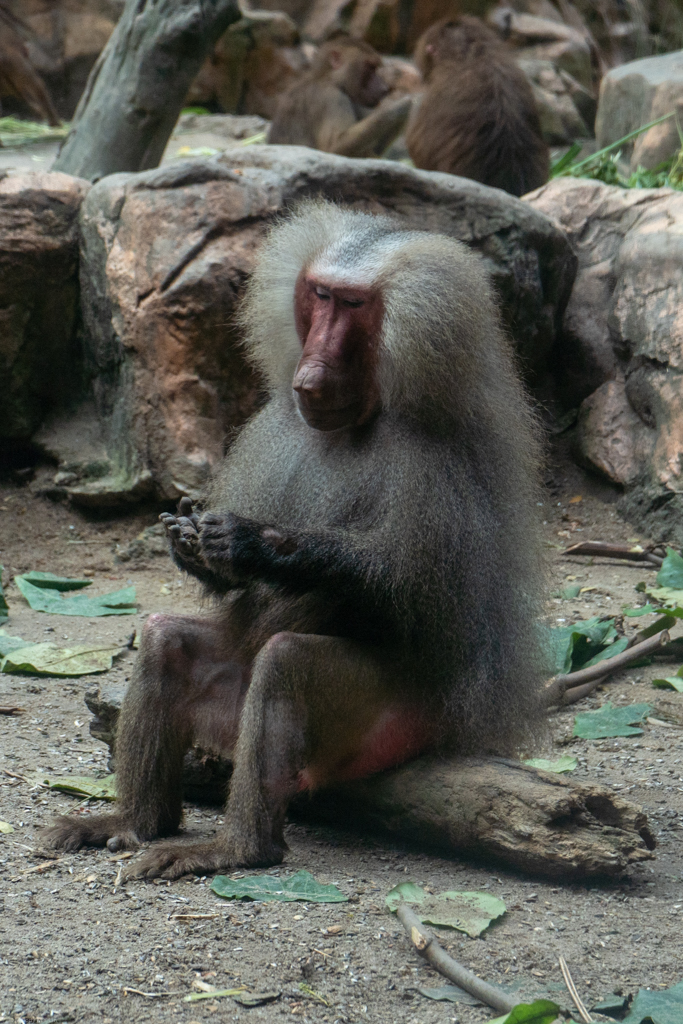 This baboon was picking its calluses...much like I do after a bouldering session