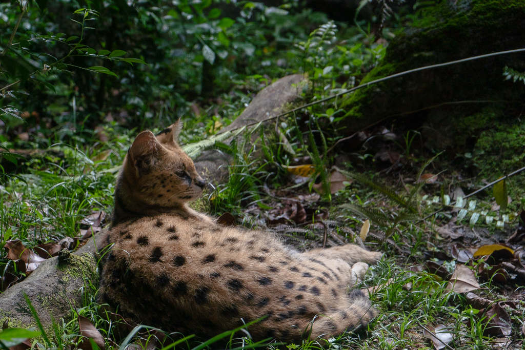 Servals are such beautiful creatures