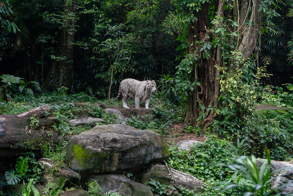 The white tiger gracing us with its presence