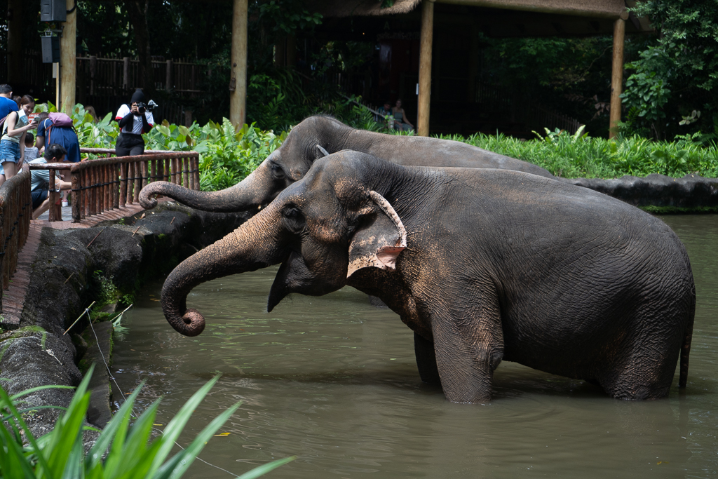 You can help feed the elephants at the zoo during certain times!