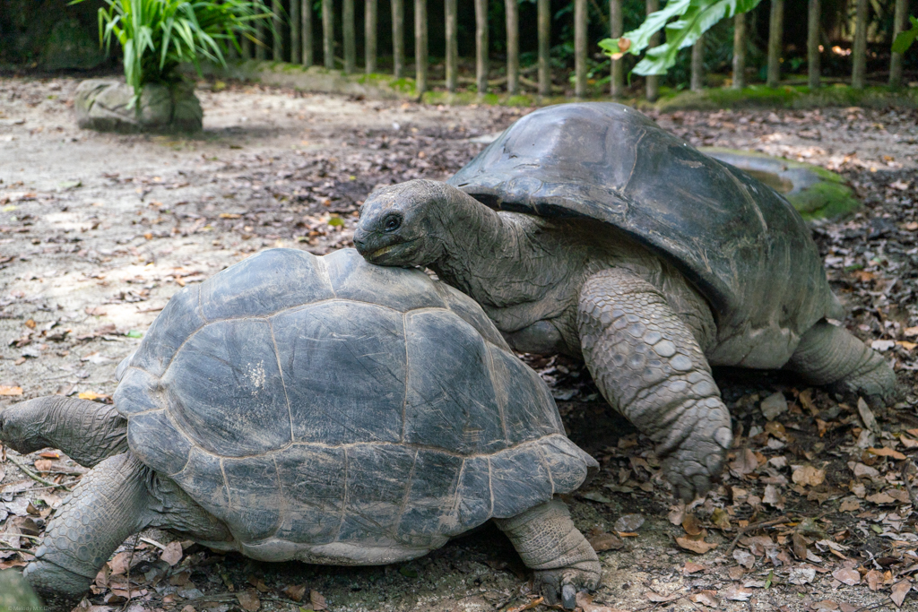 This plodding pursuit of an unwilling mate lasted for at least ten minutes before the male tortoise gave up