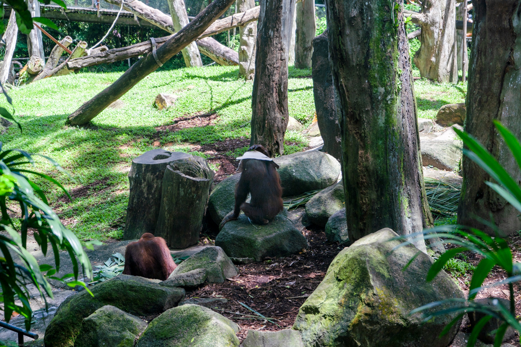 One of the orangutans fashioned a hat out of cardboard