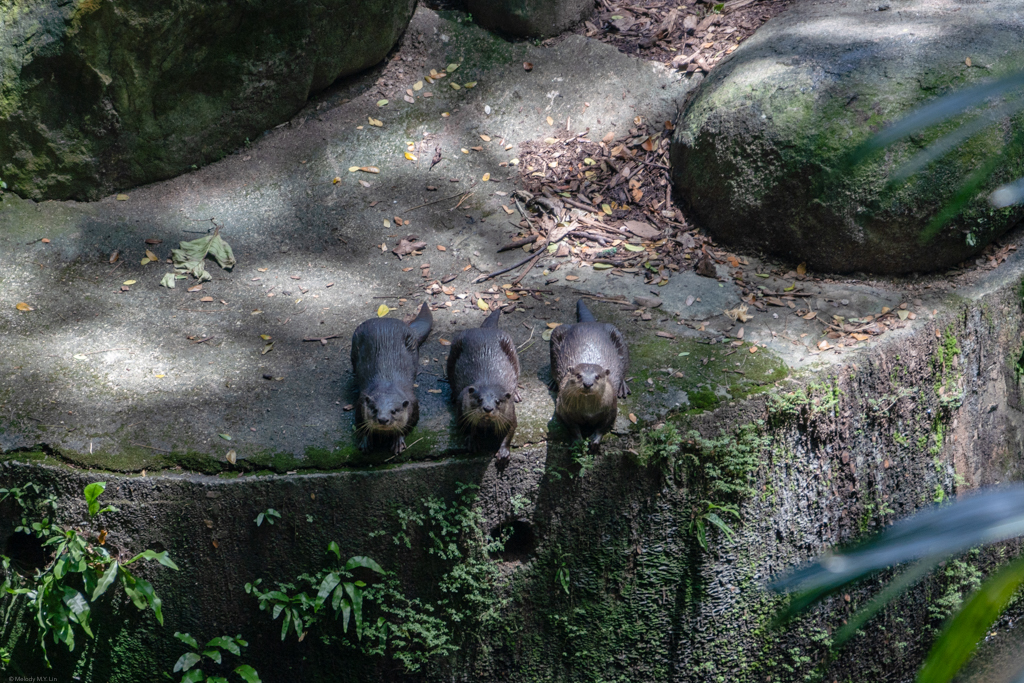 These cute otters were chirping at us the whole time we watched.